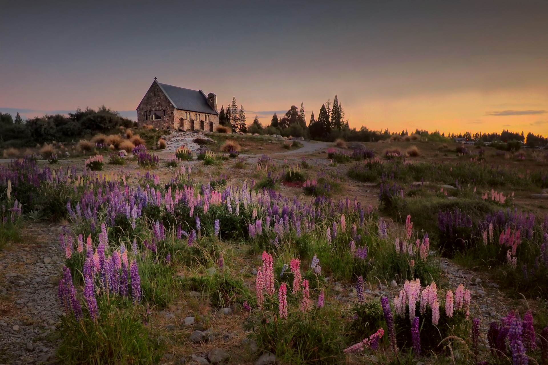 New Zealand flowers in a natural landscape